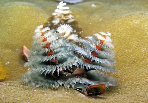 La bellezza naturale degli alberelli di Natale sottomarini